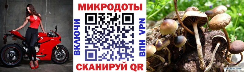 Купить где  Кизляр  Псилоцибиновые грибы Magic Shrooms 